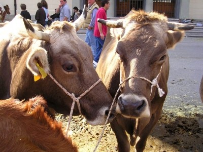 Live export concerns over breeder livestock