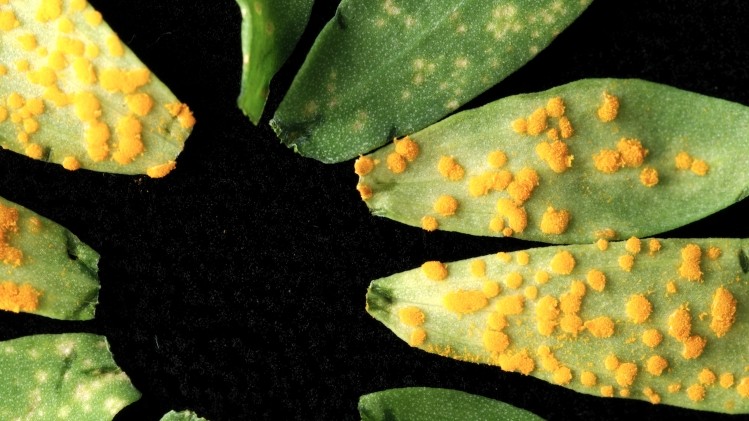 Rusts are a common fungal disease of plants, including many of Australia's cereal and horticultural crops