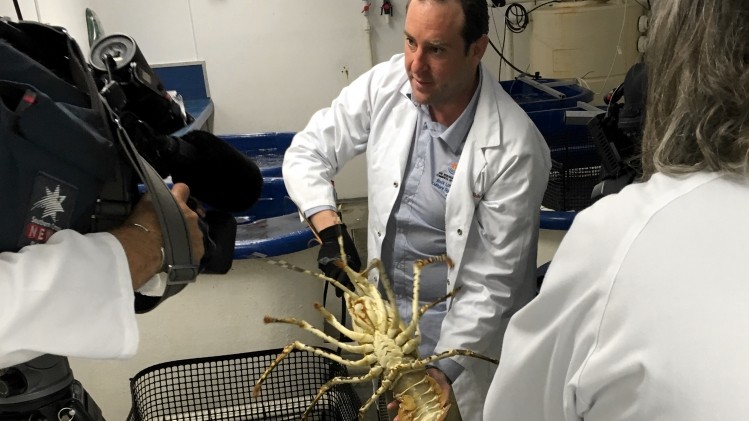 Businesses invited to gain from lobster production breakthrough
