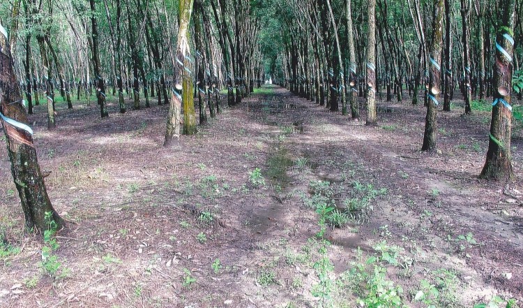 FAO ties up with Ikea to boost forestry certification in Vietnam