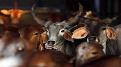 Government looks at encouraging states to adopt Maharashtra’s beef ban